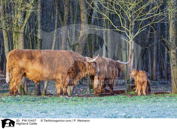 Highland Cattle / PW-10407