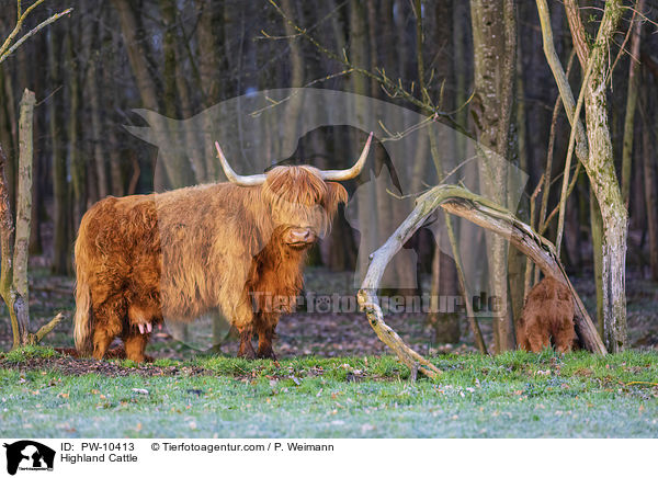 Highland Cattle / PW-10413