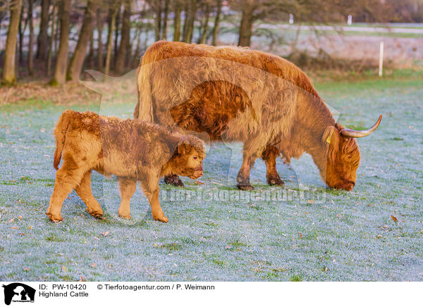 Schottische Hochlandrinder / Highland Cattle / PW-10420