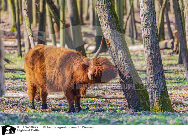 Highland Cattle / PW-10427