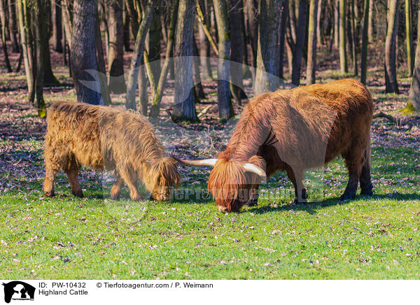 Highland Cattle / PW-10432