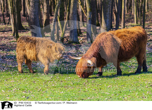 Schottische Hochlandrinder / Highland Cattle / PW-10433