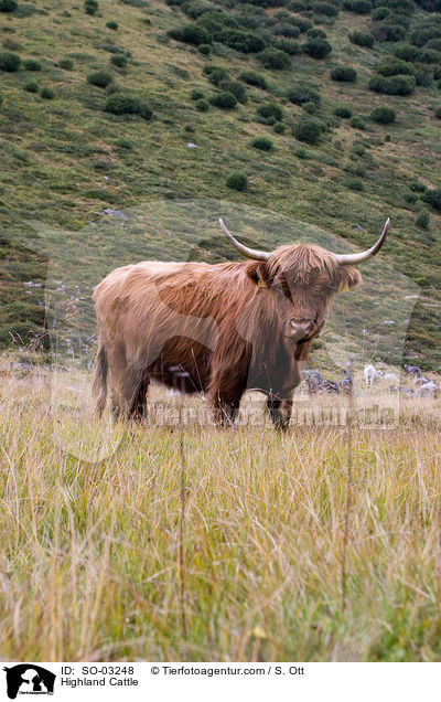 Highland Cattle / SO-03248