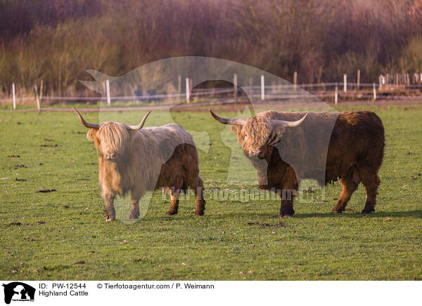 Highland Cattle / PW-12544