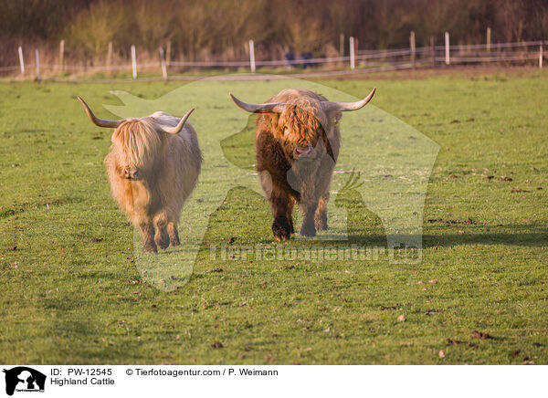 Highland Cattle / PW-12545