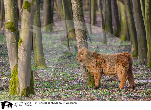 Highland Cattle / PW-12548