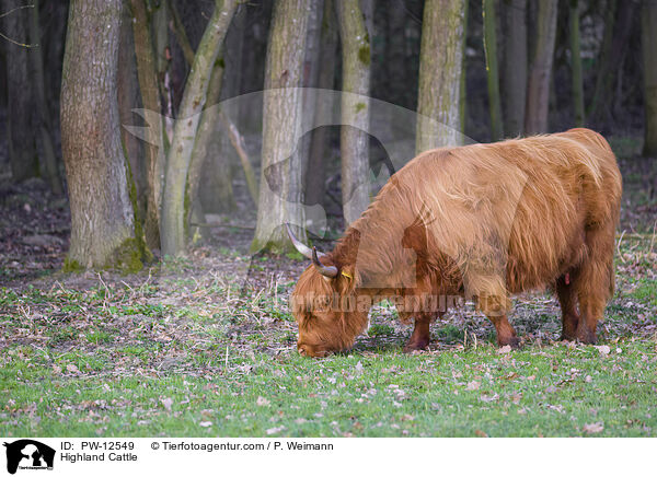 Schottisches Hochlandrind / Highland Cattle / PW-12549