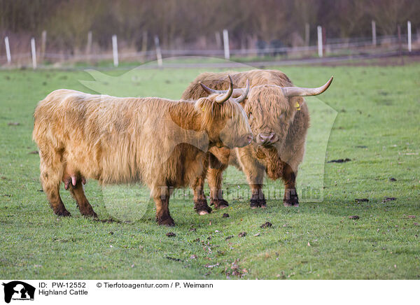 Highland Cattle / PW-12552