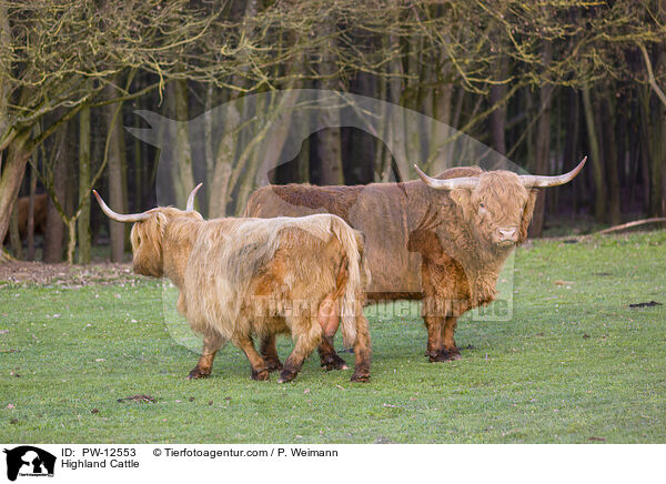 Highland Cattle / PW-12553