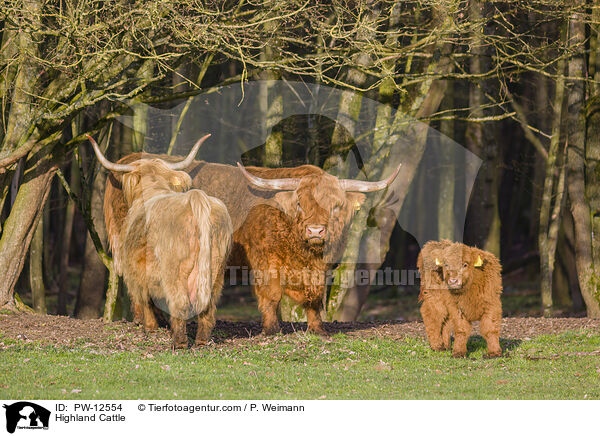 Highland Cattle / PW-12554