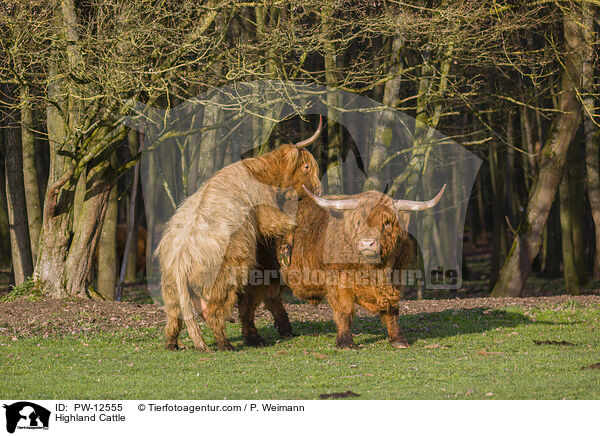 Highland Cattle / PW-12555