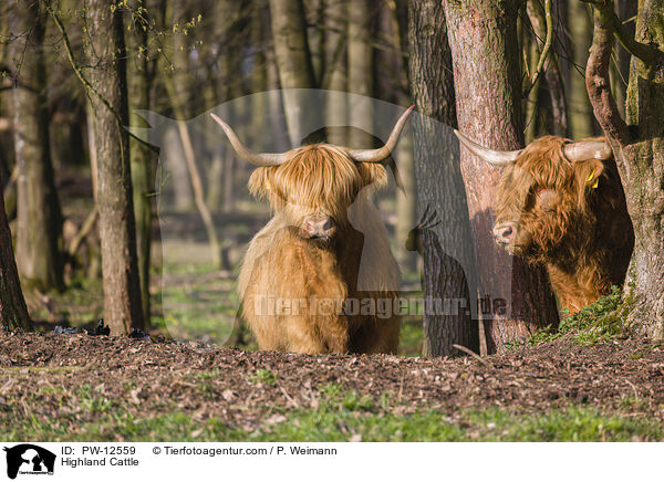 Highland Cattle / PW-12559