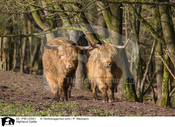 Highland Cattle / PW-12561