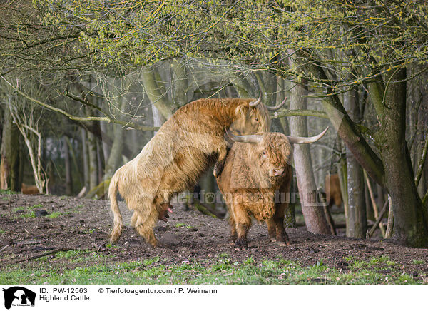 Highland Cattle / PW-12563