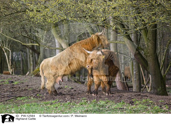 Highland Cattle / PW-12564