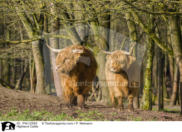 Highland Cattle / PW-12565