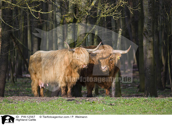 Highland Cattle / PW-12567