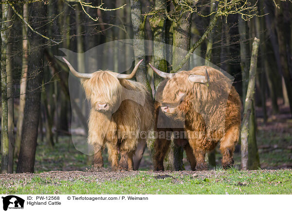 Highland Cattle / PW-12568
