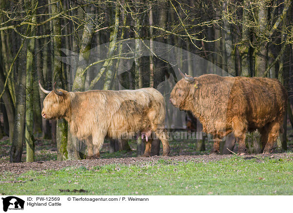 Highland Cattle / PW-12569