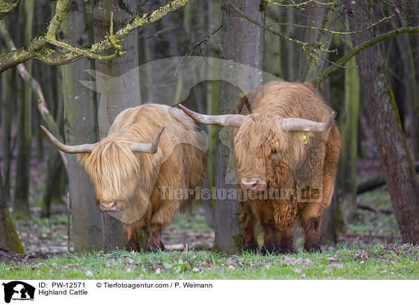 Highland Cattle / PW-12571