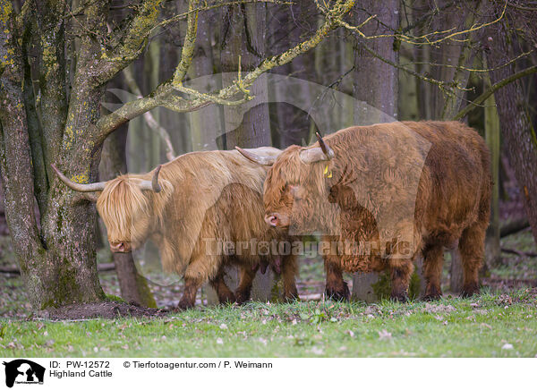 Schottische Hochlandrinder / Highland Cattle / PW-12572