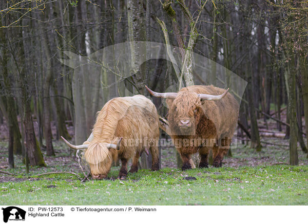 Schottische Hochlandrinder / Highland Cattle / PW-12573