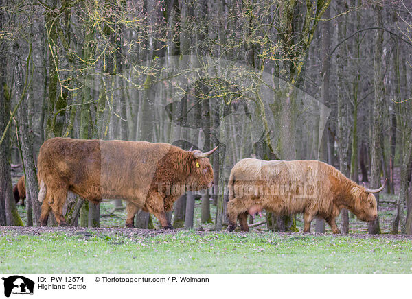 Highland Cattle / PW-12574