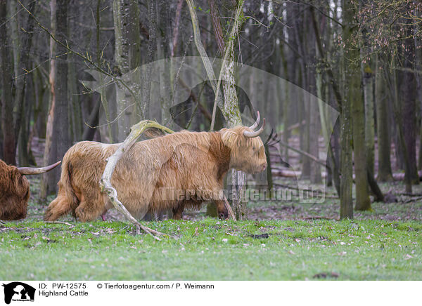Schottische Hochlandrinder / Highland Cattle / PW-12575