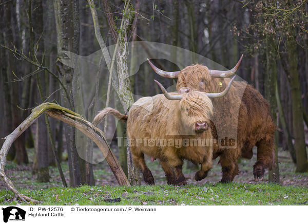 Highland Cattle / PW-12576