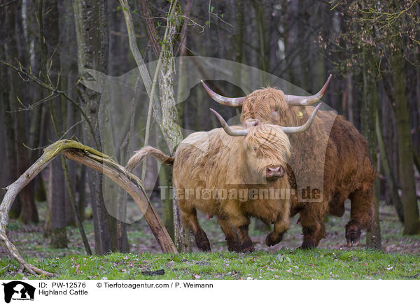 Schottische Hochlandrinder / Highland Cattle / PW-12576