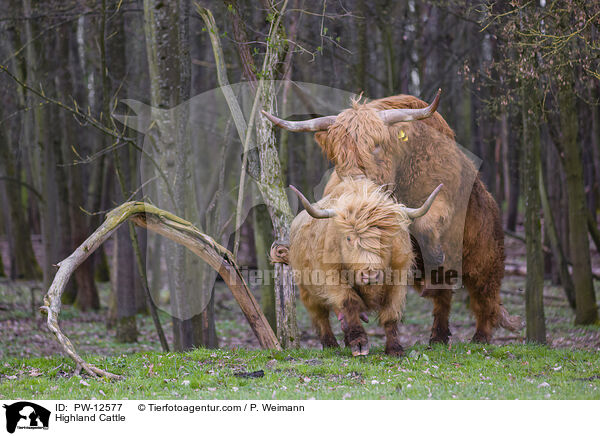 Schottische Hochlandrinder / Highland Cattle / PW-12577