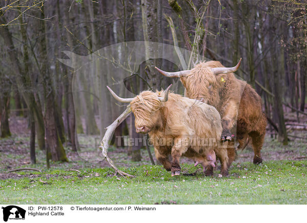 Schottische Hochlandrinder / Highland Cattle / PW-12578
