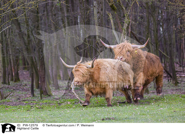 Schottische Hochlandrinder / Highland Cattle / PW-12579