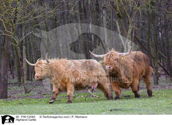 Highland Cattle / PW-12580