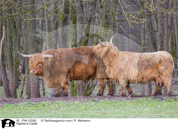 Schottische Hochlandrinder / Highland Cattle / PW-12582