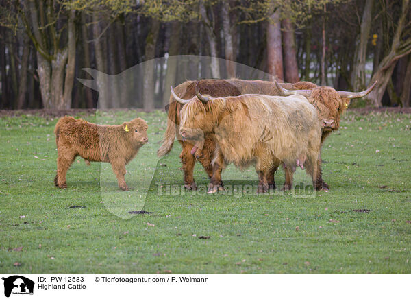 Schottische Hochlandrinder / Highland Cattle / PW-12583