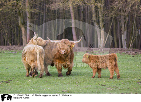 Schottische Hochlandrinder / Highland Cattle / PW-12584