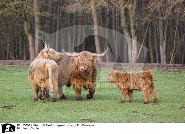 Highland Cattle / PW-12584