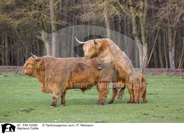 Highland Cattle / PW-12585