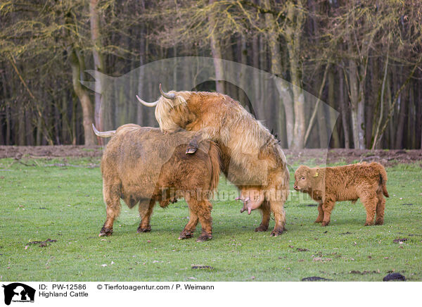 Schottische Hochlandrinder / Highland Cattle / PW-12586