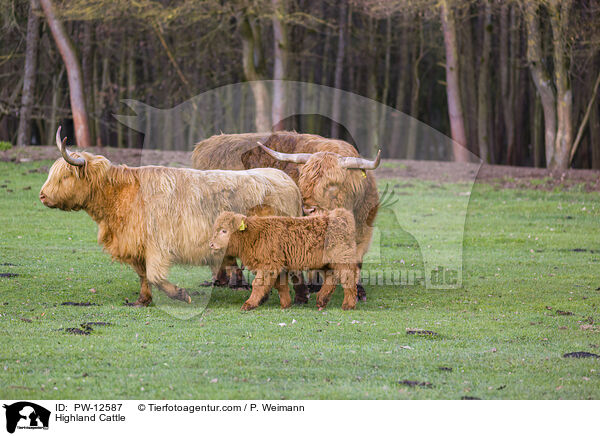 Schottische Hochlandrinder / Highland Cattle / PW-12587