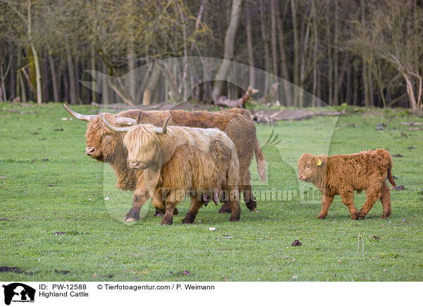 Schottische Hochlandrinder / Highland Cattle / PW-12588