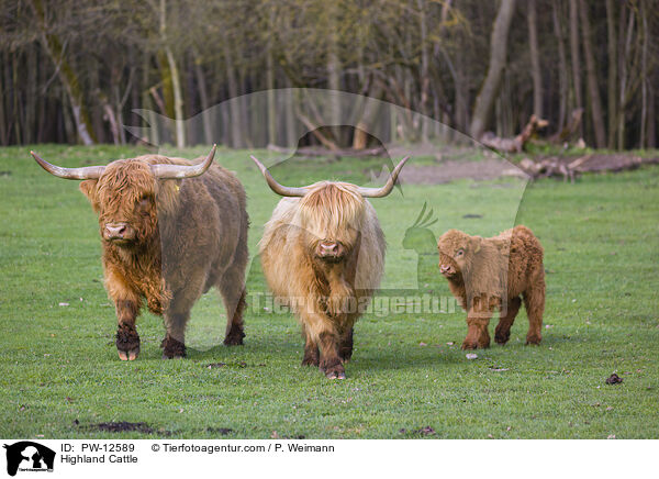 Schottische Hochlandrinder / Highland Cattle / PW-12589