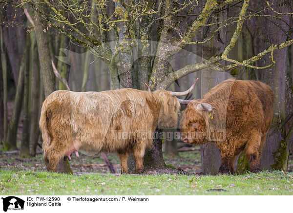 Schottische Hochlandrinder / Highland Cattle / PW-12590
