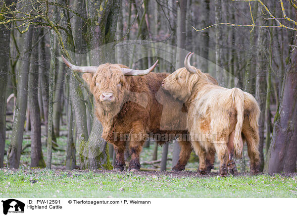 Highland Cattle / PW-12591