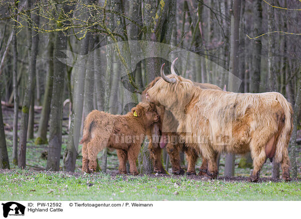 Schottische Hochlandrinder / Highland Cattle / PW-12592