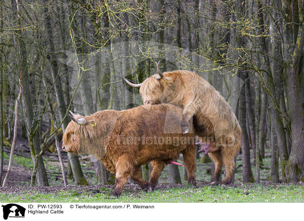 Schottische Hochlandrinder / Highland Cattle / PW-12593