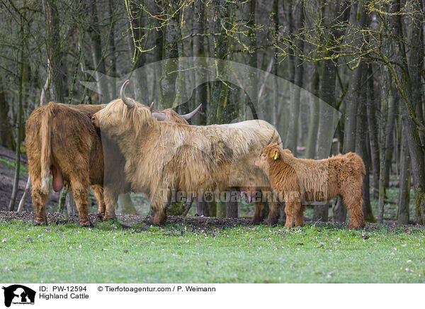 Schottische Hochlandrinder / Highland Cattle / PW-12594