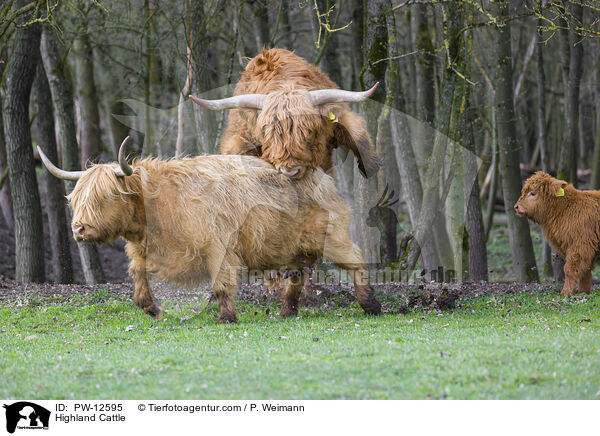 Schottische Hochlandrinder / Highland Cattle / PW-12595