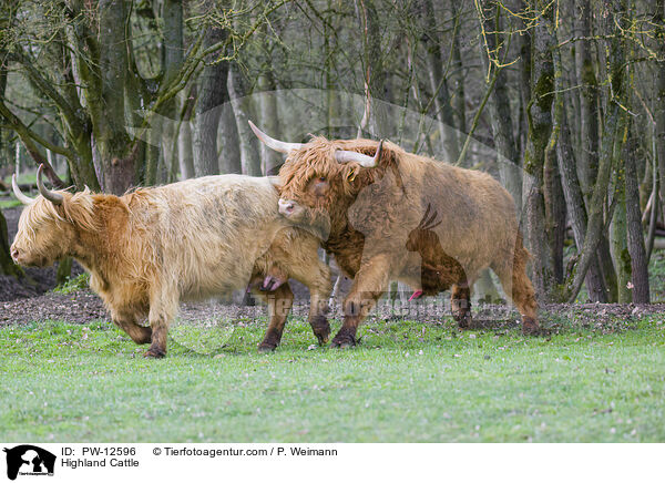 Schottische Hochlandrinder / Highland Cattle / PW-12596